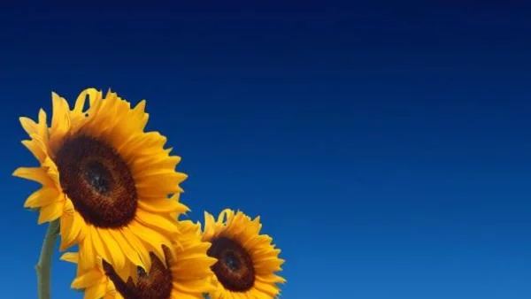 Производителите на слънчоглед отчитат лоша реколта през 2013