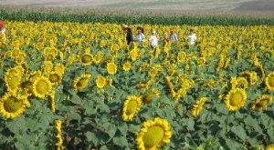 Зърнопроизводители се съмняват за картел при цената на слънчогледа