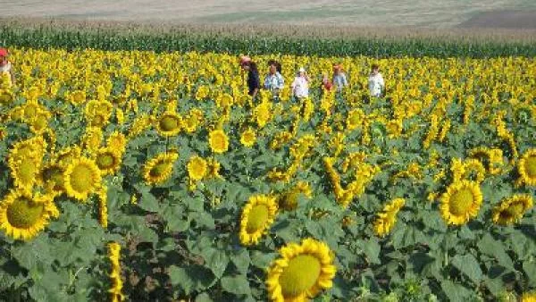 Зърнопроизводители се съмняват за картел при цената на слънчогледа