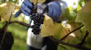 Гроздето поевтиня рекордно 