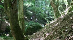 МЗХ: Започна усвояването на изсъхналата дървесина в горите 