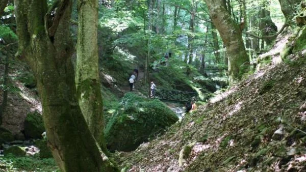 МЗХ: Започна усвояването на изсъхналата дървесина в горите 