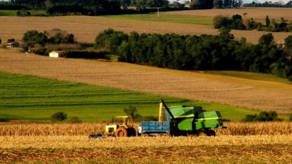 Зърното поевтинява, хлябът - не