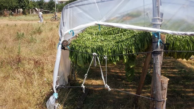 1/3 от тютюнопроизводителите още нямат договор за изкупуване на продукцията им