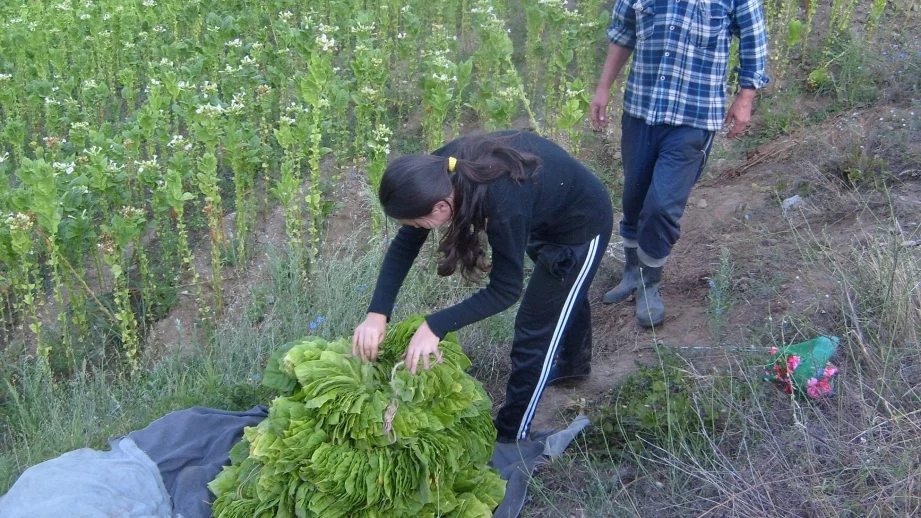 Тютюневият бранш: Бизнесът ни изчезва  