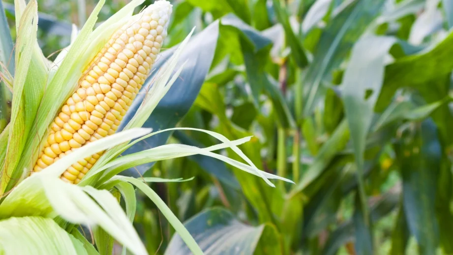 България може да улесни навлизането на ГМО продукти на пазара