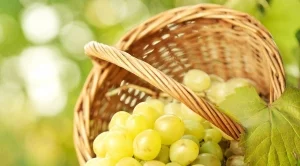 Очаква се тази година реколтата от грозде да е по-добра от миналогодишната