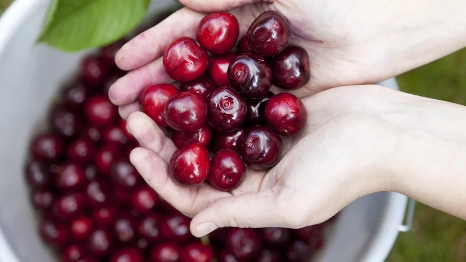 Производителите на череши излизат на протест