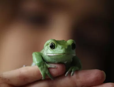 Любопитни факти за жабите - Колко от тях знаехте?