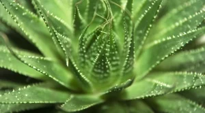 2013/10/01/0227941001380619177