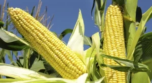 Монсанто и Дюпон приключиха със споровете за ГМО патенти