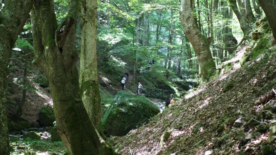 Още 109 хиляди ха гори със специален статут 