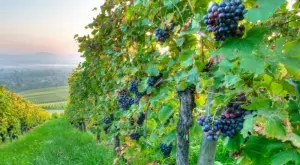 Държавата помага за изкореняване и засаждане на лозя