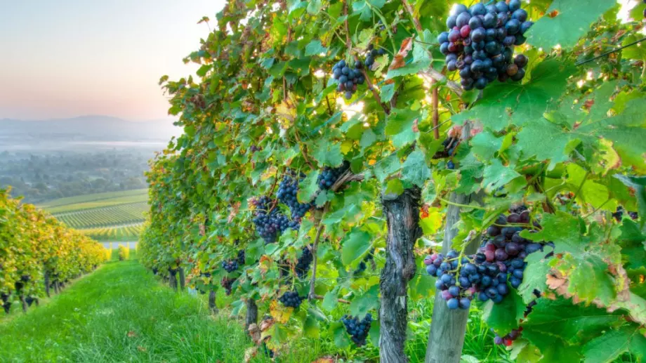 Държавата помага за изкореняване и засаждане на лозя