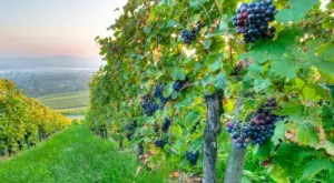  {{ otherArticle[0].article.title }} 