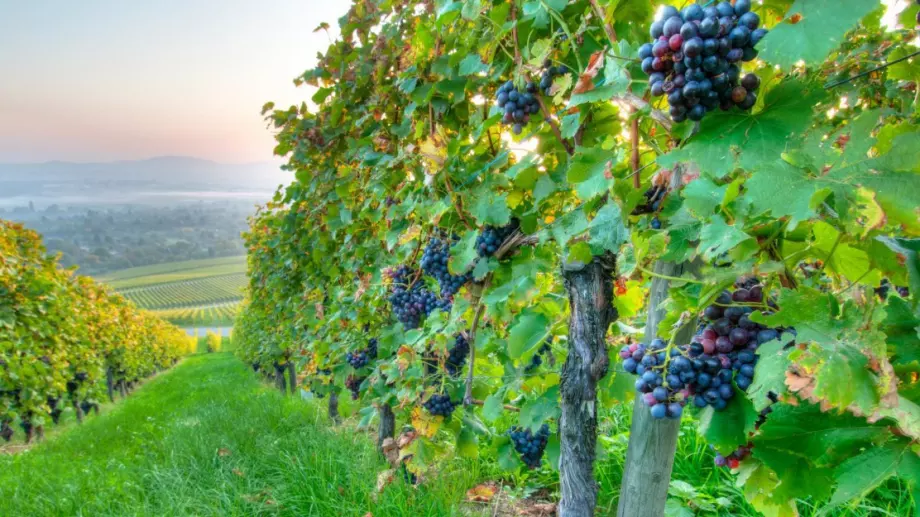 104 заявления за 30,5 млн. лева са подадени за преструктуриране на лозя