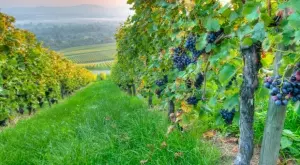 Есенните триковете на лозарите за богата реколта през следващата година