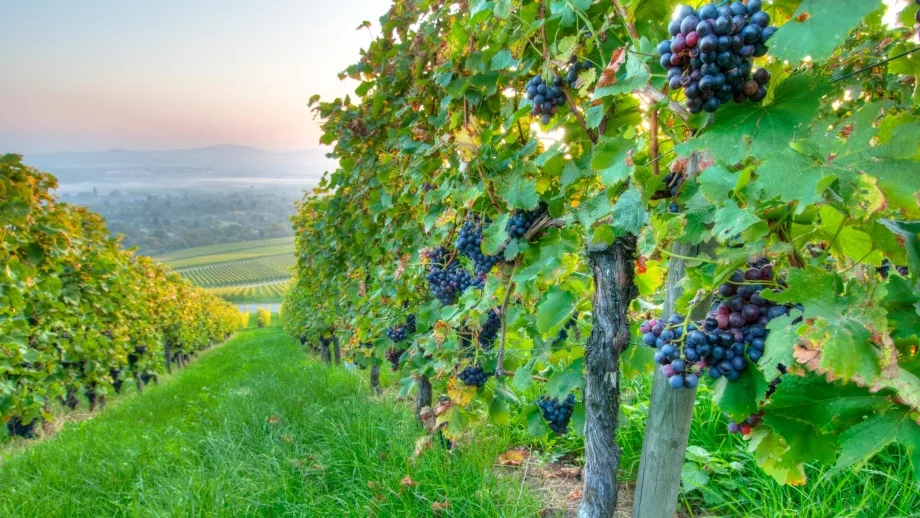 Наближава крайният срок за закупуване на права за засаждане на лозя