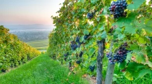 Гроздето в Югозападна България стигна до 1,1 лв. за килограм