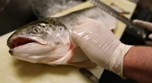 Само една трета от продаваната по морето риба е българска 