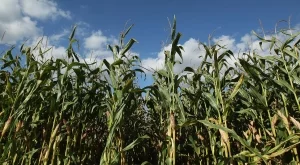 Земеделците с директни плащания за 1,4 млрд.лв. 