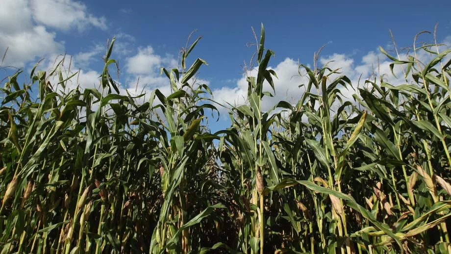 Земеделците с директни плащания за 1,4 млрд.лв. 
