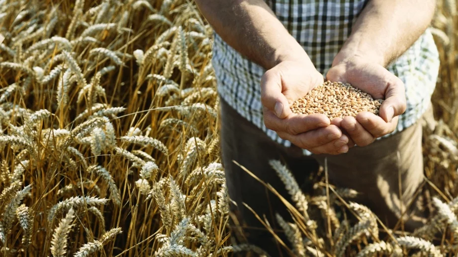 Зърнените култури и зеленчуците поевтиняват 