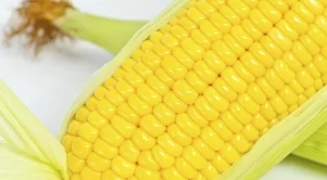 Шотландия забранява отглеждането на ГМО