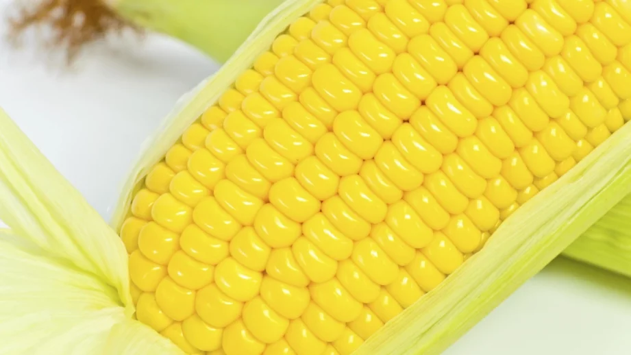 Шотландия забранява отглеждането на ГМО