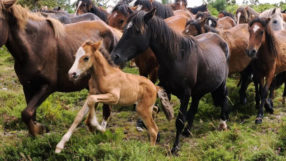Протестираха пред БАБХ заради случая с умъртвените кончета 