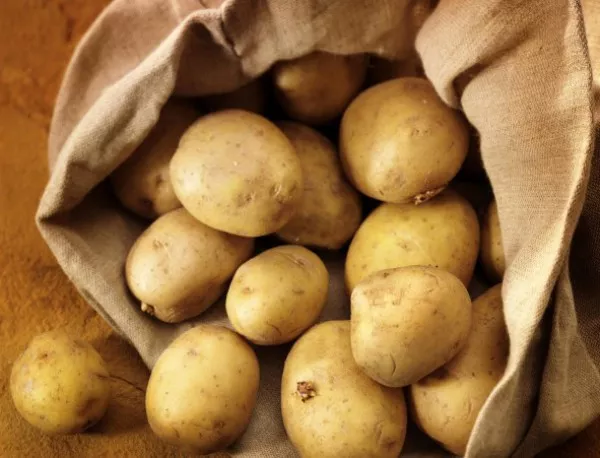 Хиляди тонове първокласни български картофи на боклука, няма купувачи