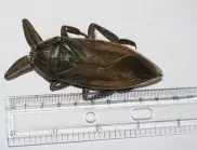 Огромна хлебарка намерила убежище в ухо на човек  