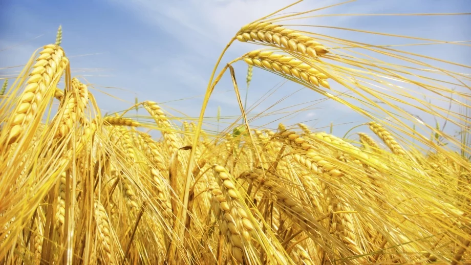 България отчита най-високото си производство на пшеница от 1980 г. насам