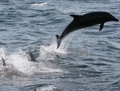 Делфините в Ламанша страдат от натравяне с живак