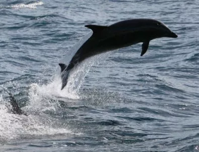 Нашествие на делфини в Бургаско