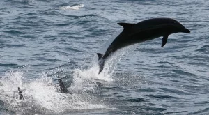 Все по-малко са случаите на мъртви делфини по Черноморието