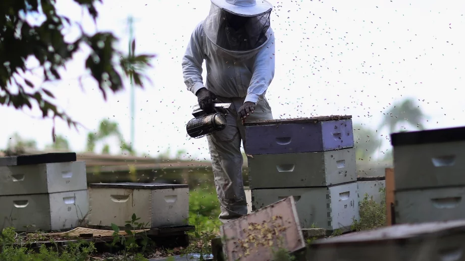 Започва подписването на договори за пчелни кошери 
