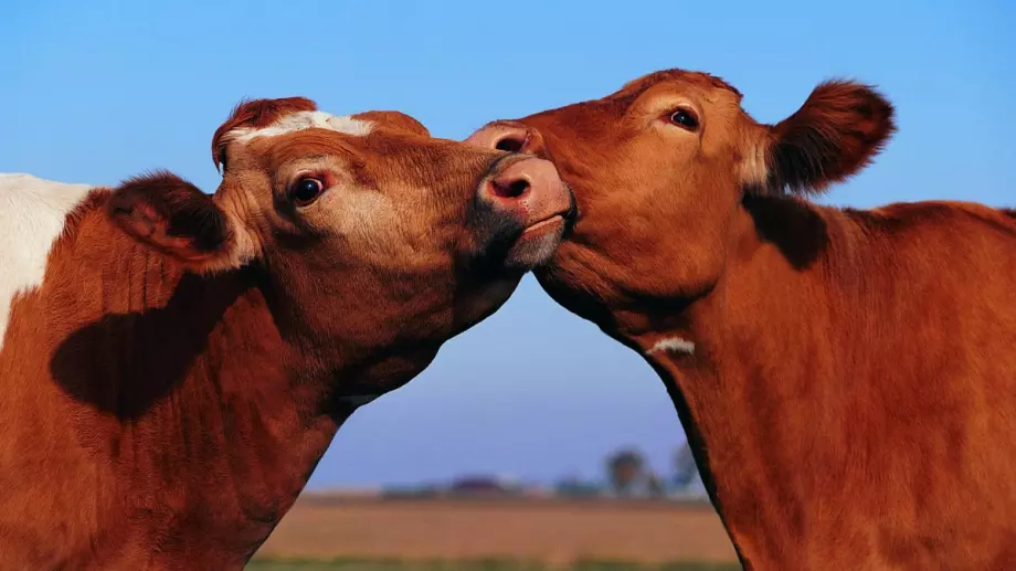 Вече не се нуждаем от крави. Ето как ще произвеждаме мляко