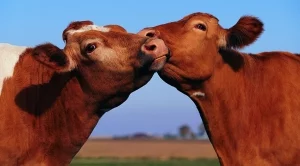 По-големи субсидии за животновъдите от тази година  