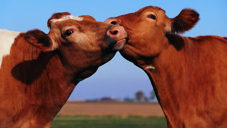 По-големи субсидии за животновъдите от тази година  