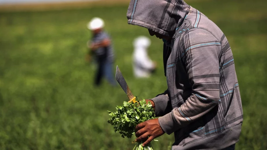 Земеделци с ниви, засегнати от бедствия, получават 6 млн. лв.