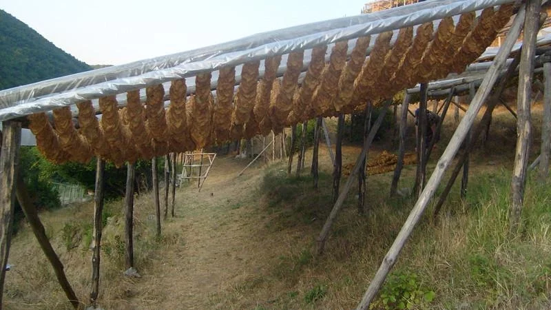 Преведоха средствата за доплащане на тютюнопроизводителите 