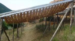 Изкупуването на тютюна ще продължи до края на февруари