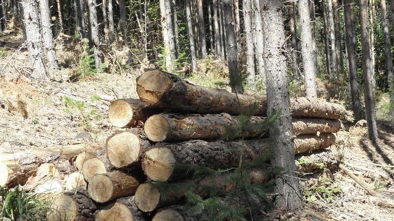 Земеделското министерство представи мерките си срещу незаконната сеч