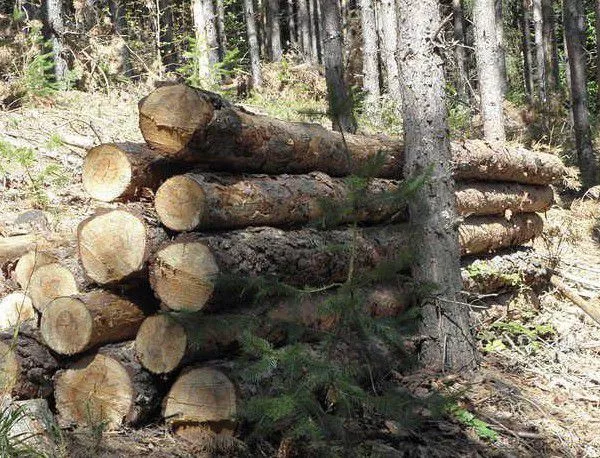 Износителите на дървесина излизат на нов протест, поставят ултиматуми