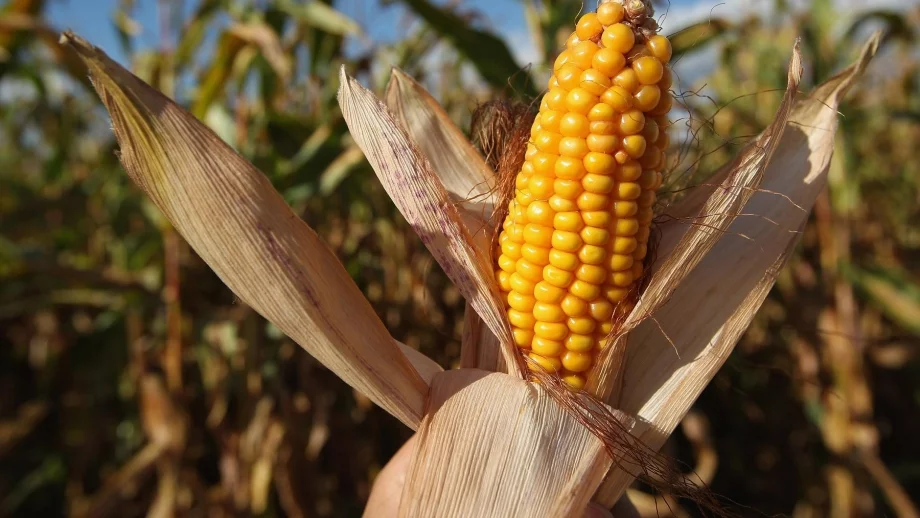 В някои части на страната добивът на царевица ще е нулев