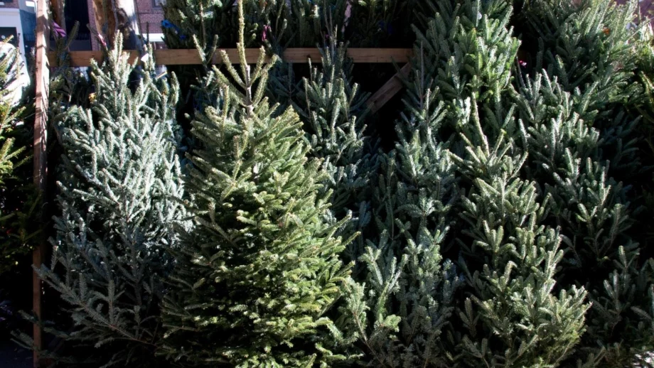 Започва кампания "Купи жива елхичка, помогни на дете"