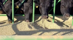 ДФЗ изплаща субсидии на животновъдите от 16 октомври