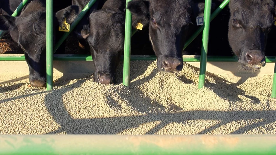 Половината от тестваните фуражи у нас съдържат ГМО