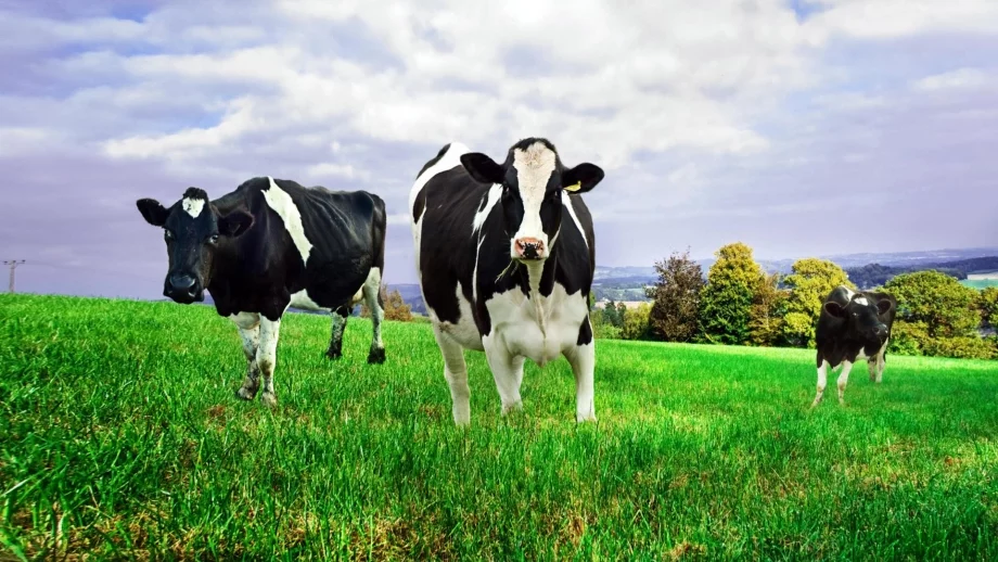 Отменени са ограниченията за търговия на месо и мляко заради нодуларния дерматит